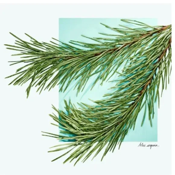 Tiffany & Co Love for Him EDT,Citrus Aromatic Ginger-Mini 5ml,0.16oz-BOXED-NEW - Picture 12 of 15